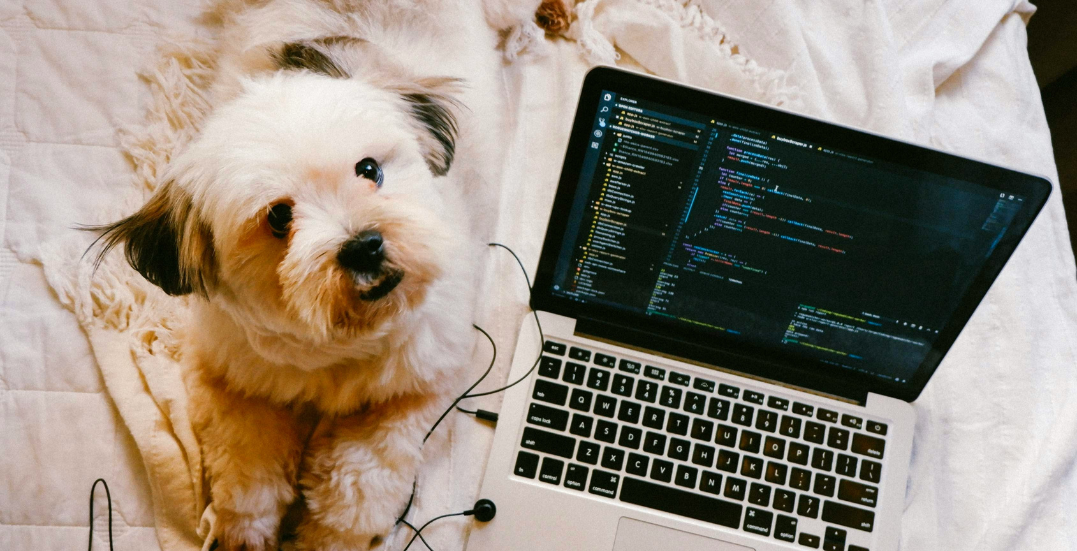 Image: Dog next to a laptop for work