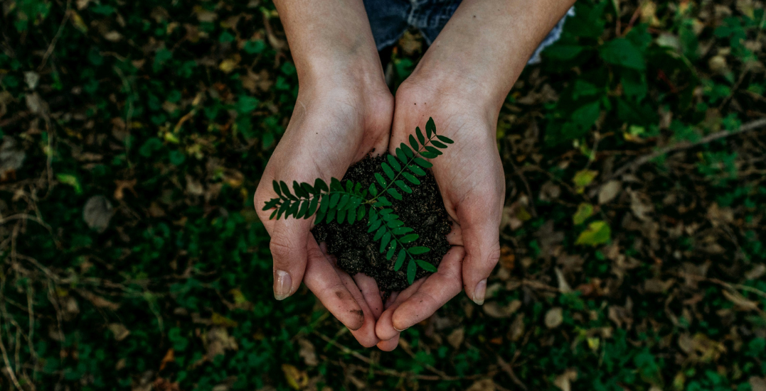 Image: Open hands holding a growing plant over grass and leaves on the floor
